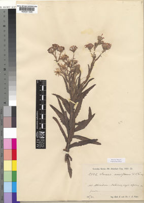 Kew Gardens K000311530:  Fries, R.E.; Fries, T.C.E. [2442]