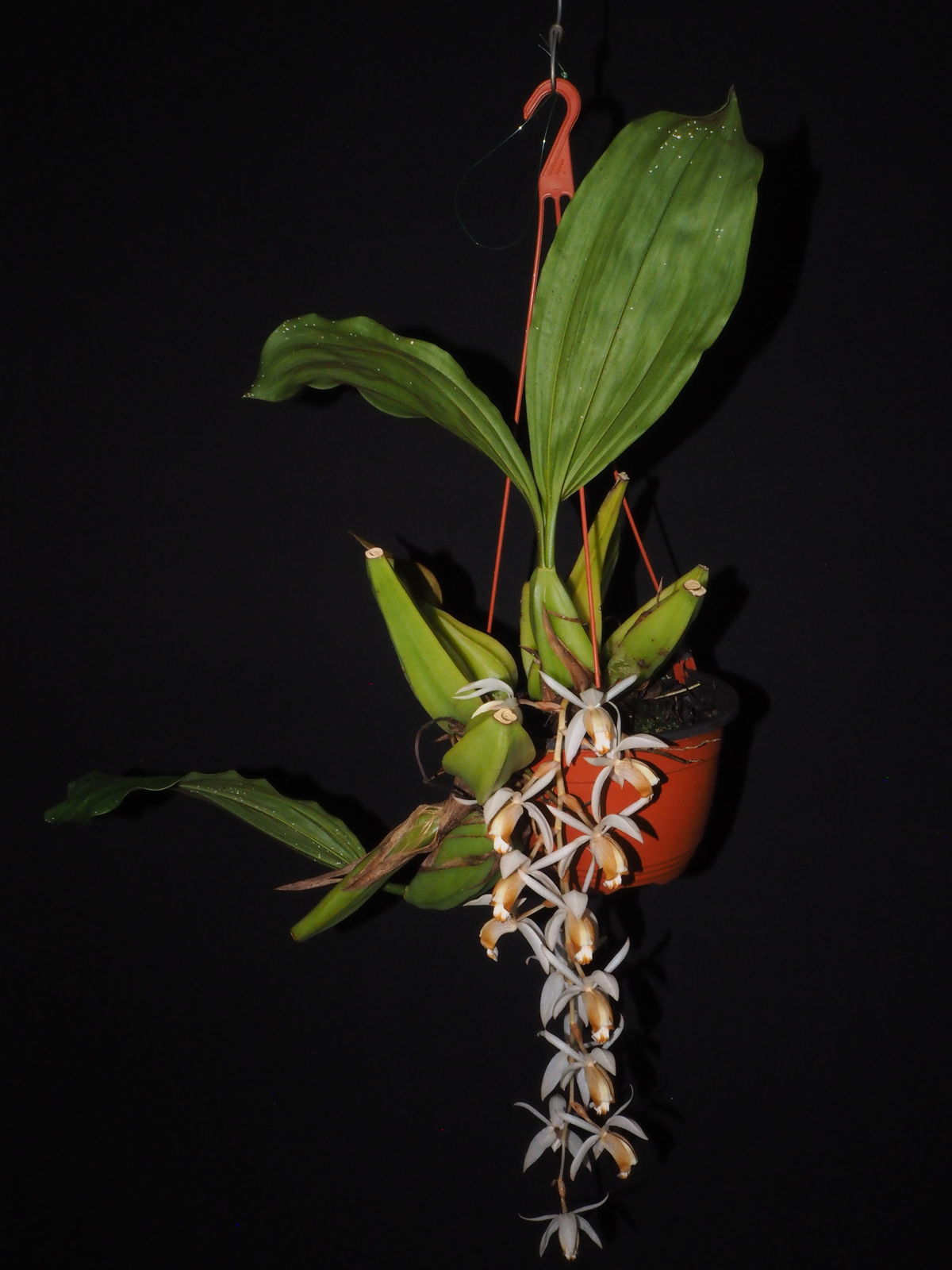 Coelogyne swaniana Rolfe | Plants of the World Online | Kew Science