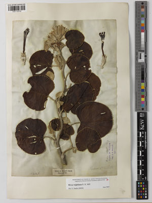 Kew Gardens K001129705:  Wight, R. [s.n.] India