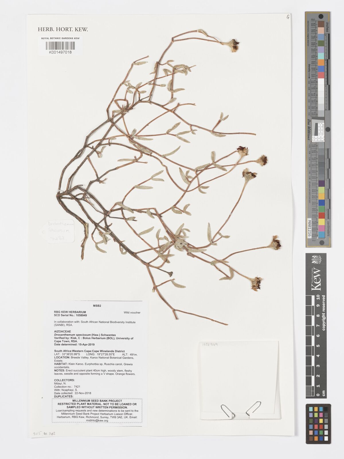 Drosanthemum speciosum