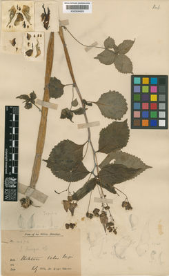 Kew Gardens K000694826:  King (Dr.'s) Collector [4474] India