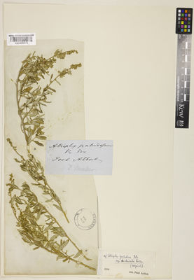 Kew Gardens K000898575:  Mueller, F.J.H.von [s.n.] Australia