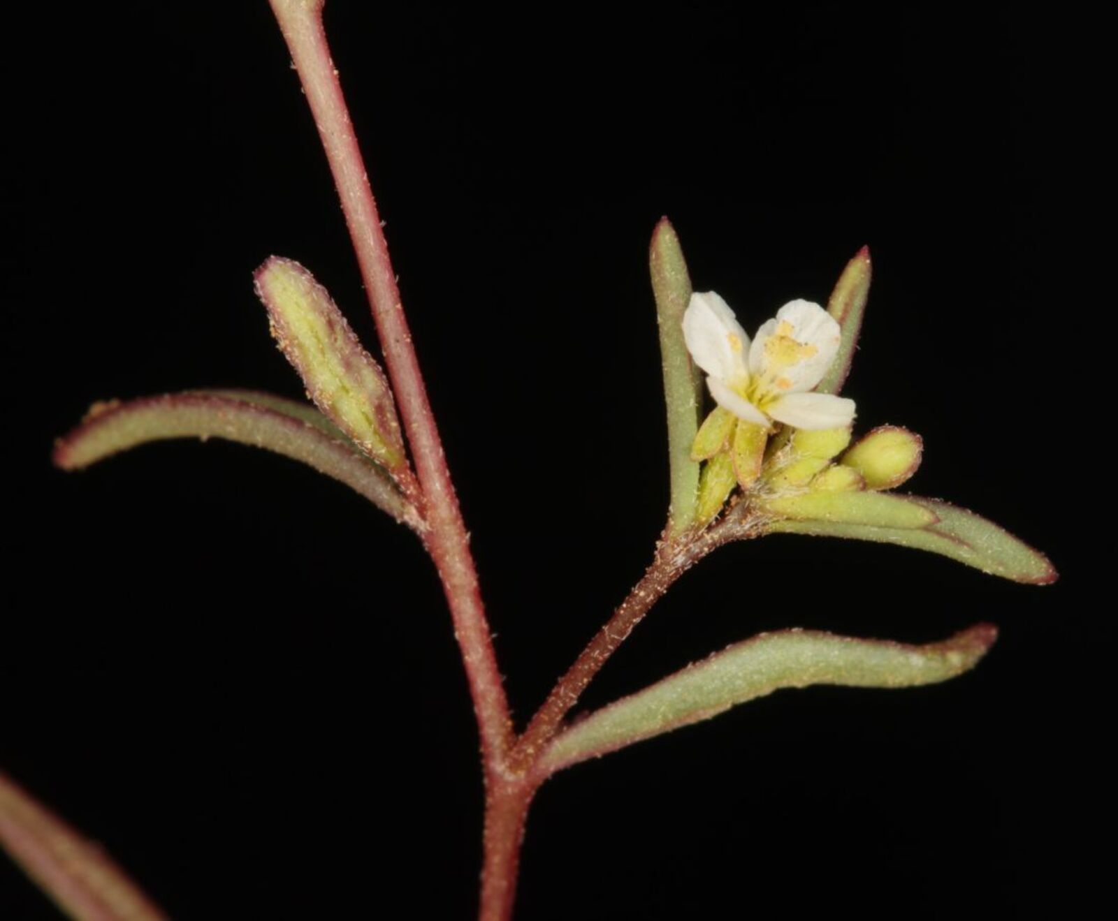 Gayophytum micranthum Hook. & Arn. | Plants of the World Online | Kew ...