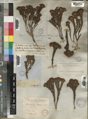 Kew Gardens K000199259:  Wolley-Dod, A.H. [1503] South Africa