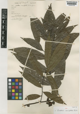 Kew Gardens K000487239:  Krukoff, B.A. [6600] Brazil