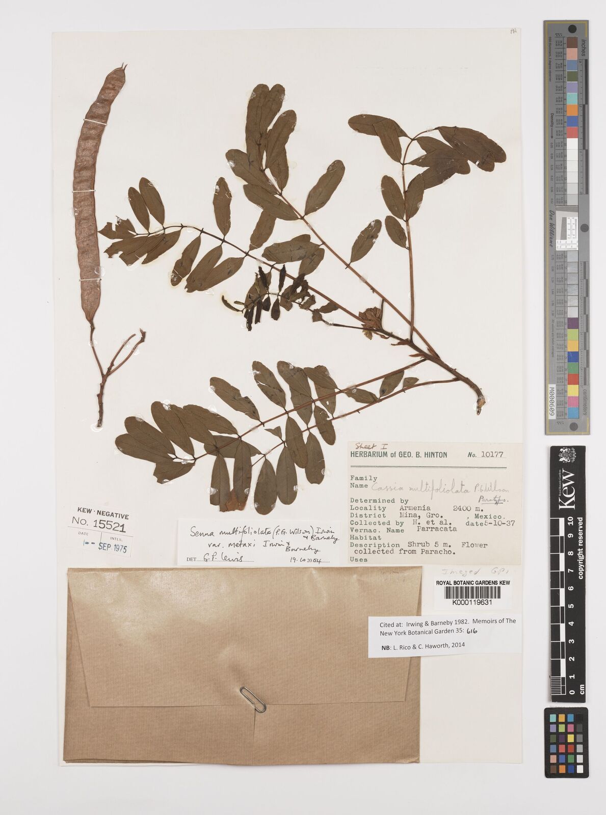 Kew Gardens K000119631:  Hinton, G.B. [10177] Mexico