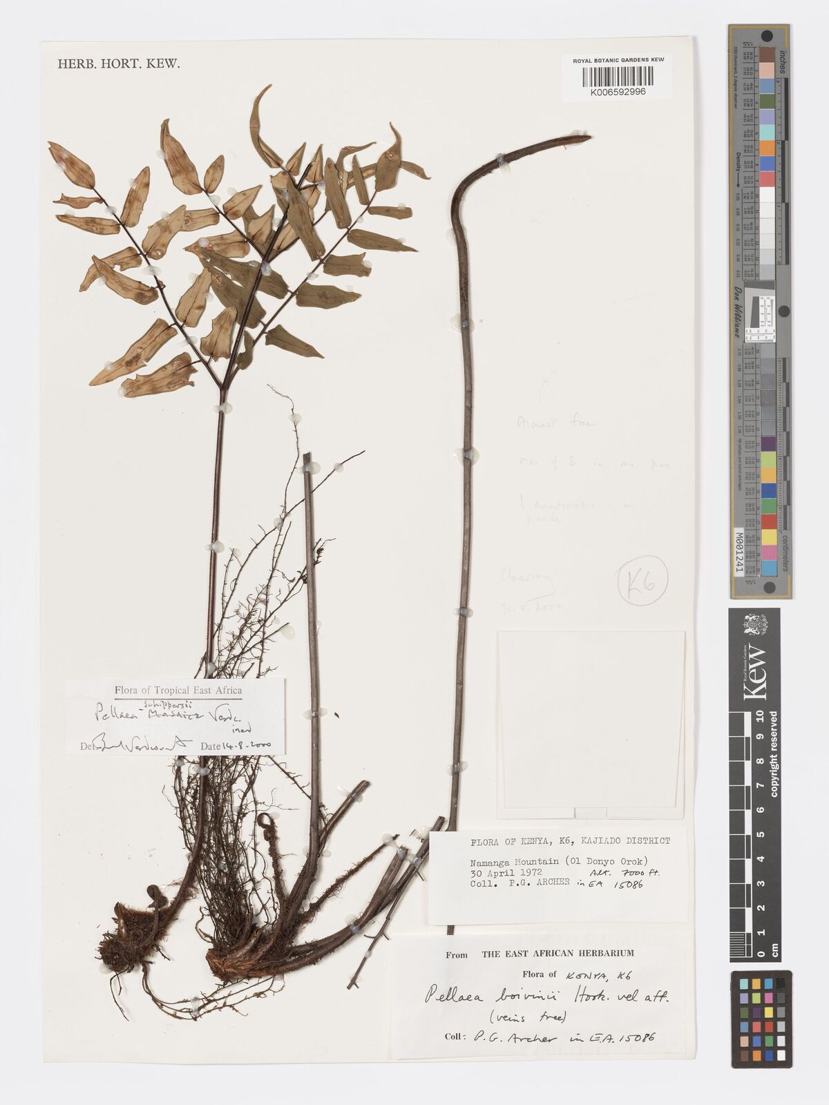 Pellaea schippersii