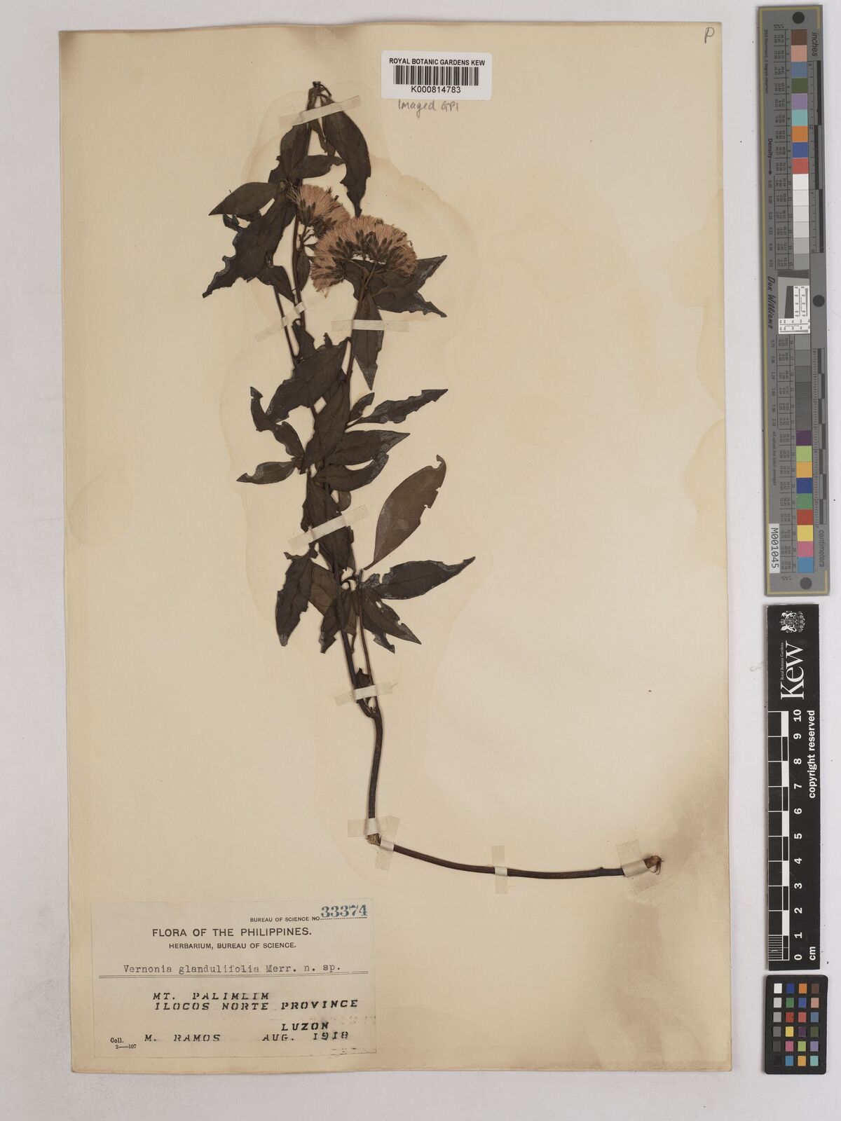Kew Gardens K000814783:  Ramos, M. [33374] Philippines