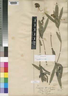 Kew Gardens K000419715:  Buchanan, J. [31] Malawi