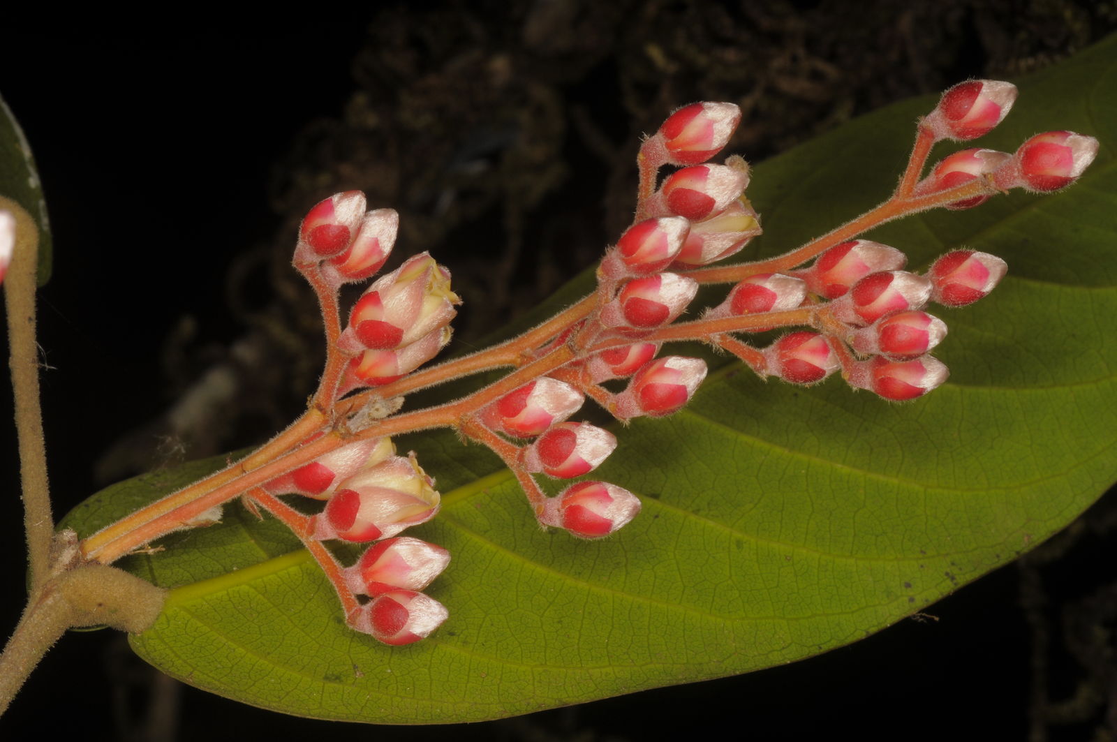Hopea erosa (Bedd.) Slooten | Plants of the World Online | Kew Science