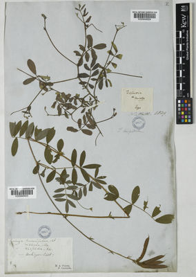 Kew Gardens K000848925:  Curtie, M.A. [s.n.] United States