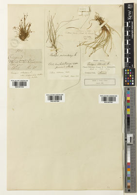 Kew Gardens K001067959:  s.coll. [700] Chile