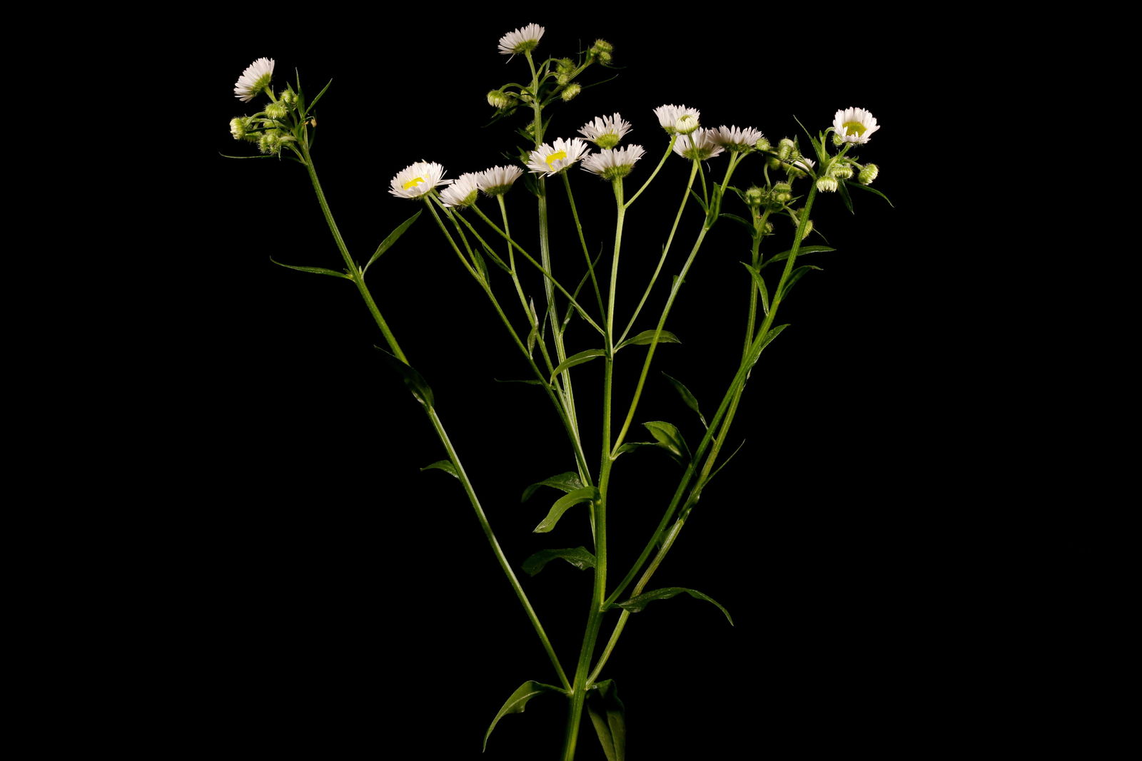Erigeron L. | Plants of the World Online | Kew Science