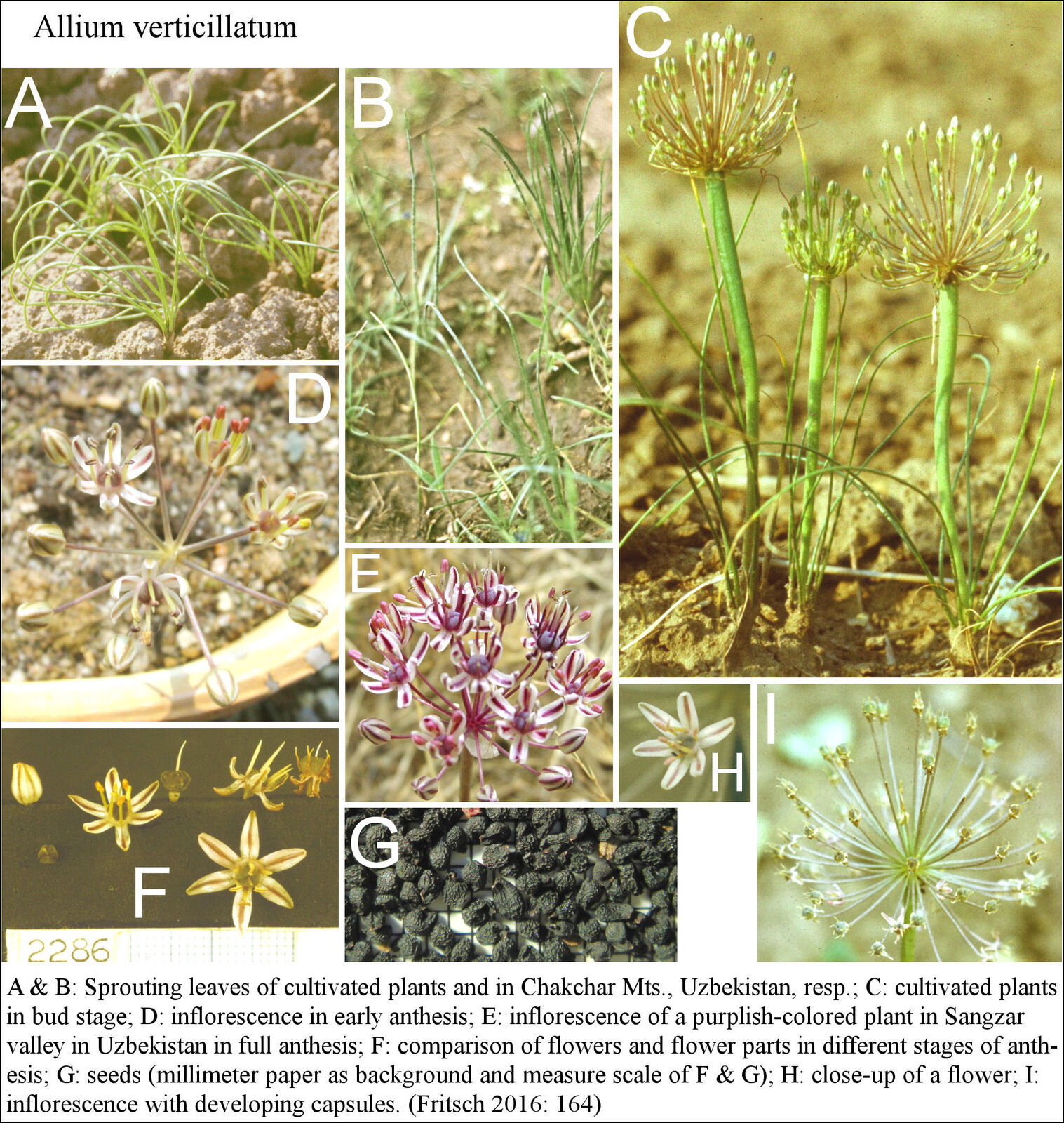 Allium verticillatum