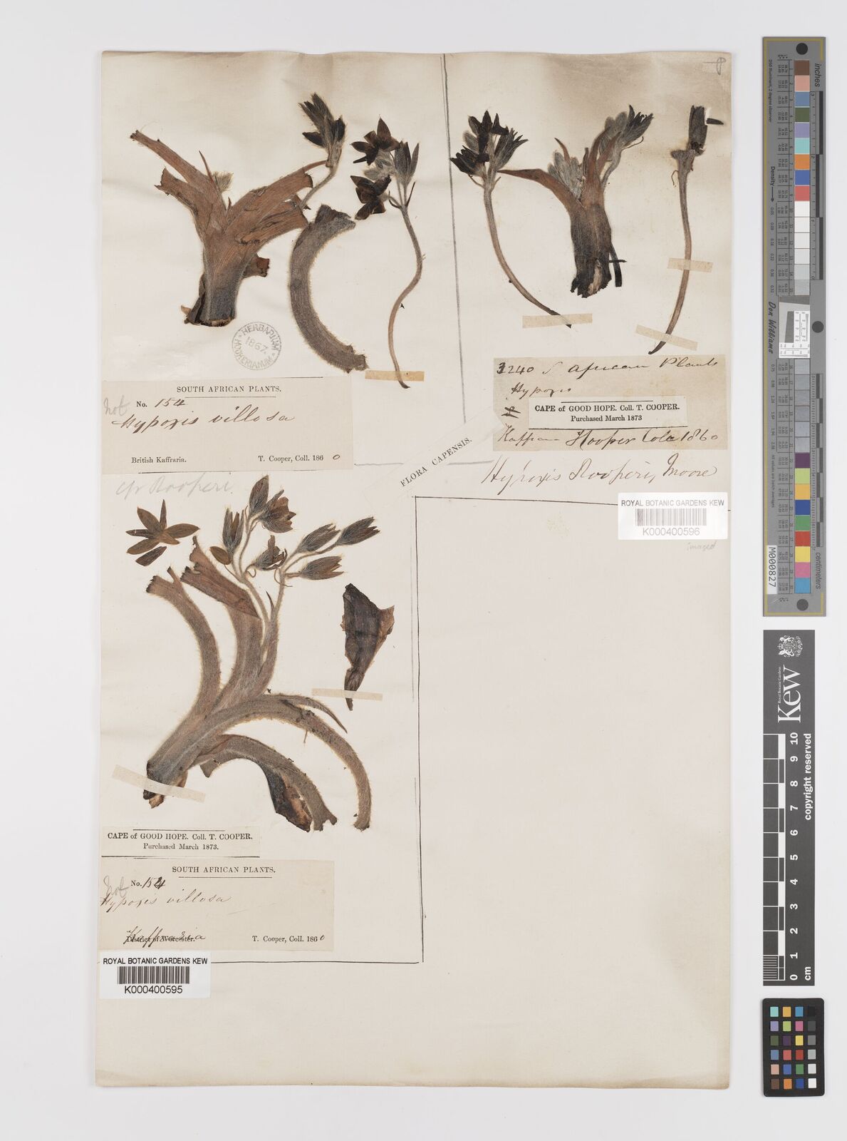 Kew Gardens K000400596:  Cooper, T. [3240] South Africa