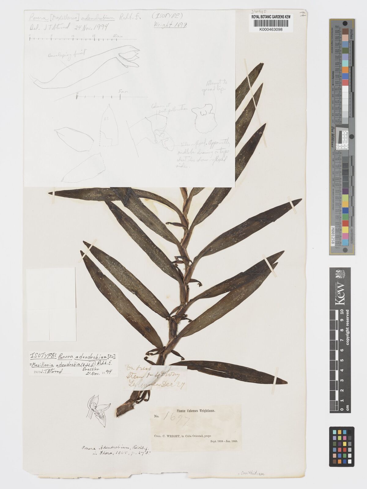 Kew Gardens K000463098:  Wright, C. [1697] Cuba