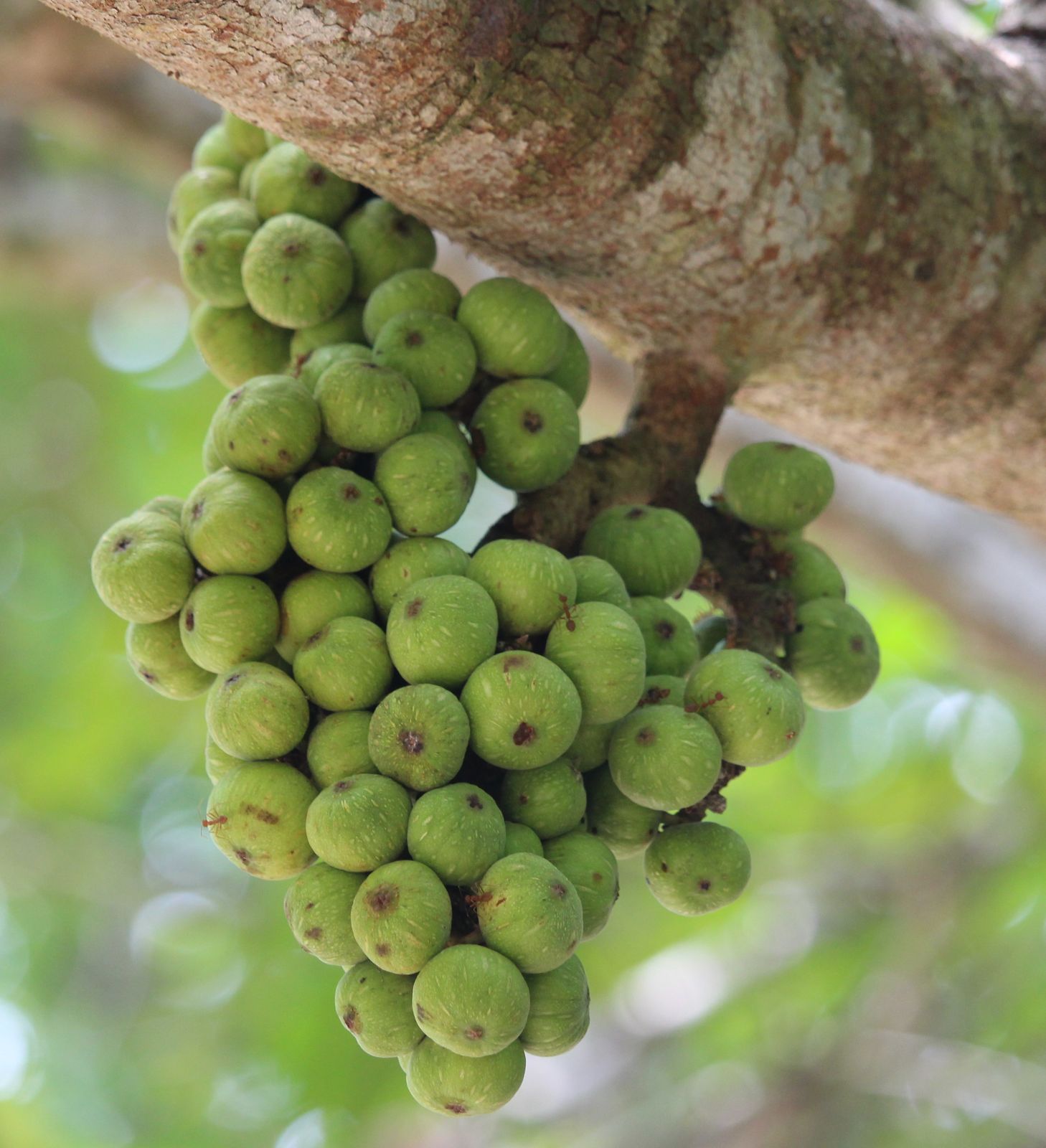 Ficus racemosa L. | Plants of the World Online | Kew Science