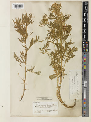 Kew Gardens K001051366:  Heldreich, I., von [s.n.] Turkey