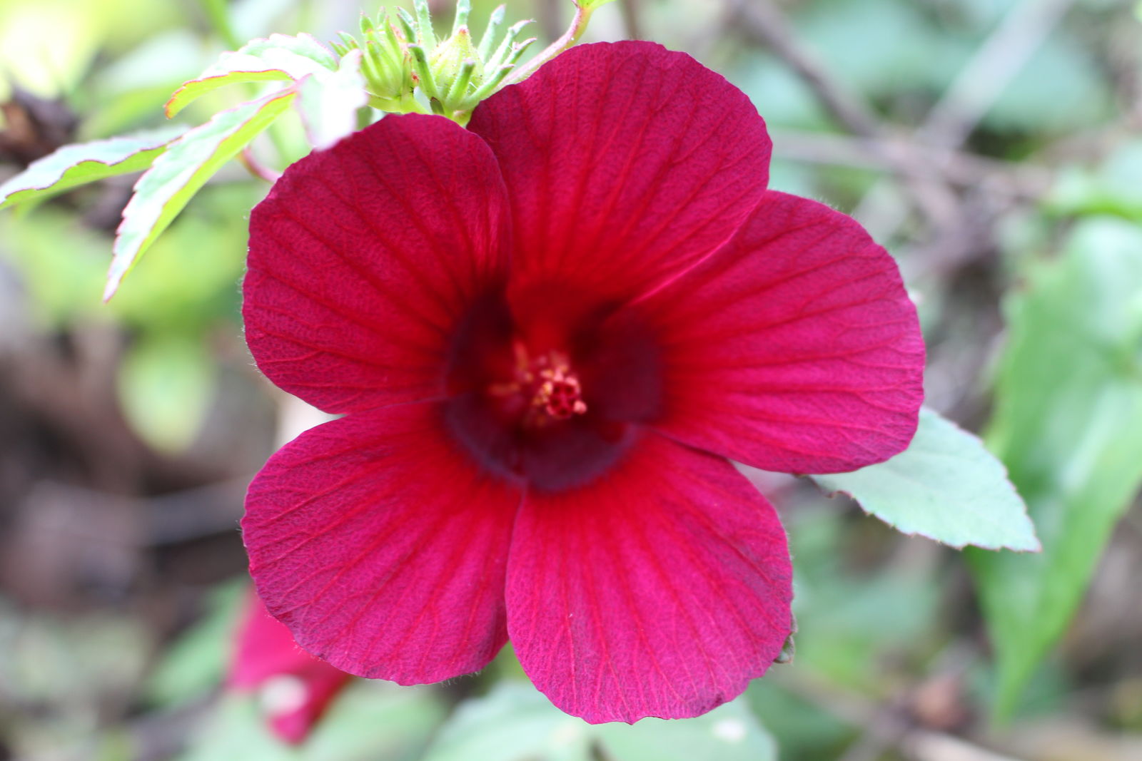 Hibiscus Radiatus Cav. | Plants Of The World Online | Kew Science