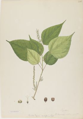 Alchornea mollis (Benth.) Müll.Arg. | Plants of the World Online | Kew ...
