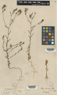 Kew Gardens K000318461:  s.coll. [s.n.] Syria