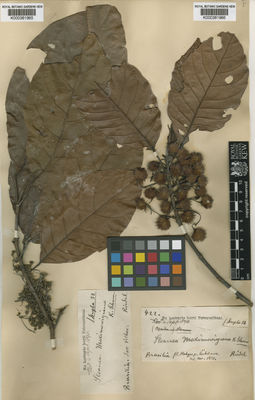 Kew Gardens K000381965:  Riedel [s.n.] Brazil