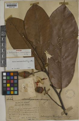 Kew Gardens K000671426:  Dr King's  Collector [7562] Malaysia