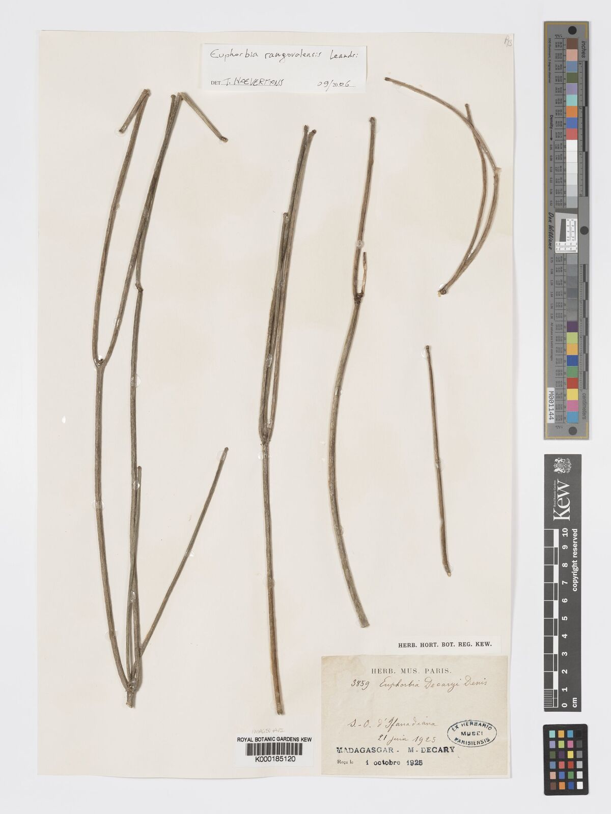 Kew Gardens K000185120:  Decary, M. [3859] Madagascar
