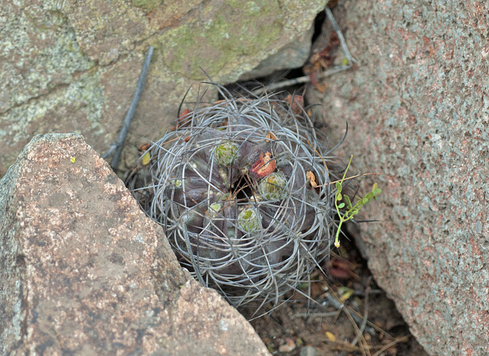 Eriosyce atroviridis kaynak görseli