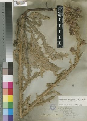 Kew Gardens K000377591:  Drege [s.n.] South Africa