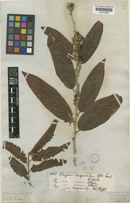 Kew Gardens K000704808:  Wallich, N. [6883]