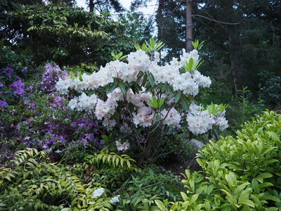 Rhododendron fortunei Lindl. | Plants of the World Online | Kew Science