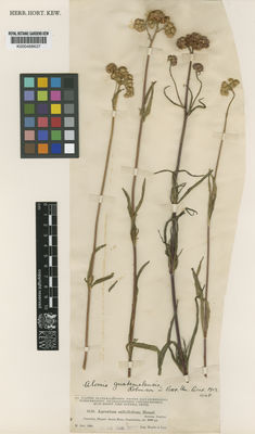 Kew Gardens K000488637:  Heyde; Lux. [6153] Guatemala