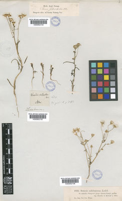 Kew Gardens K000852104:  s.coll. [s.n.] Kazakhstan