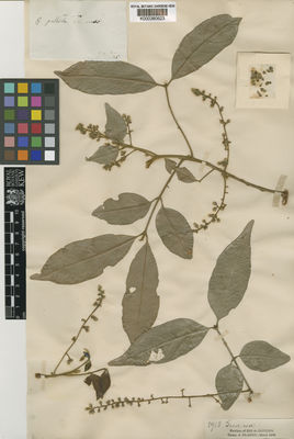 Kew Gardens K000380623:  s.coll. [2953] Brazil