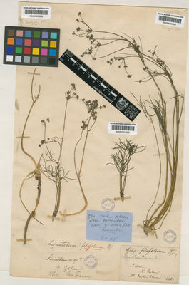 Kew Gardens K000695890:  Travers, W.L. [s.n.] New Zealand