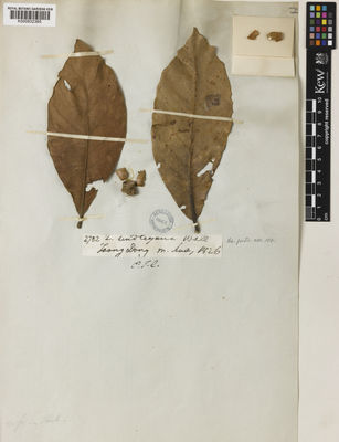 Kew Gardens K000832365:  Wallich, N. [2782]