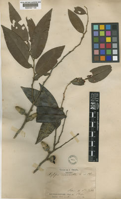 Kew Gardens K000221100:  Triana, J. [s.n.] Colombia