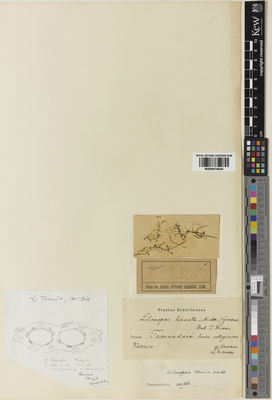 Kew Gardens K000975645:  Jönsson, G. [s.n.] Brazil