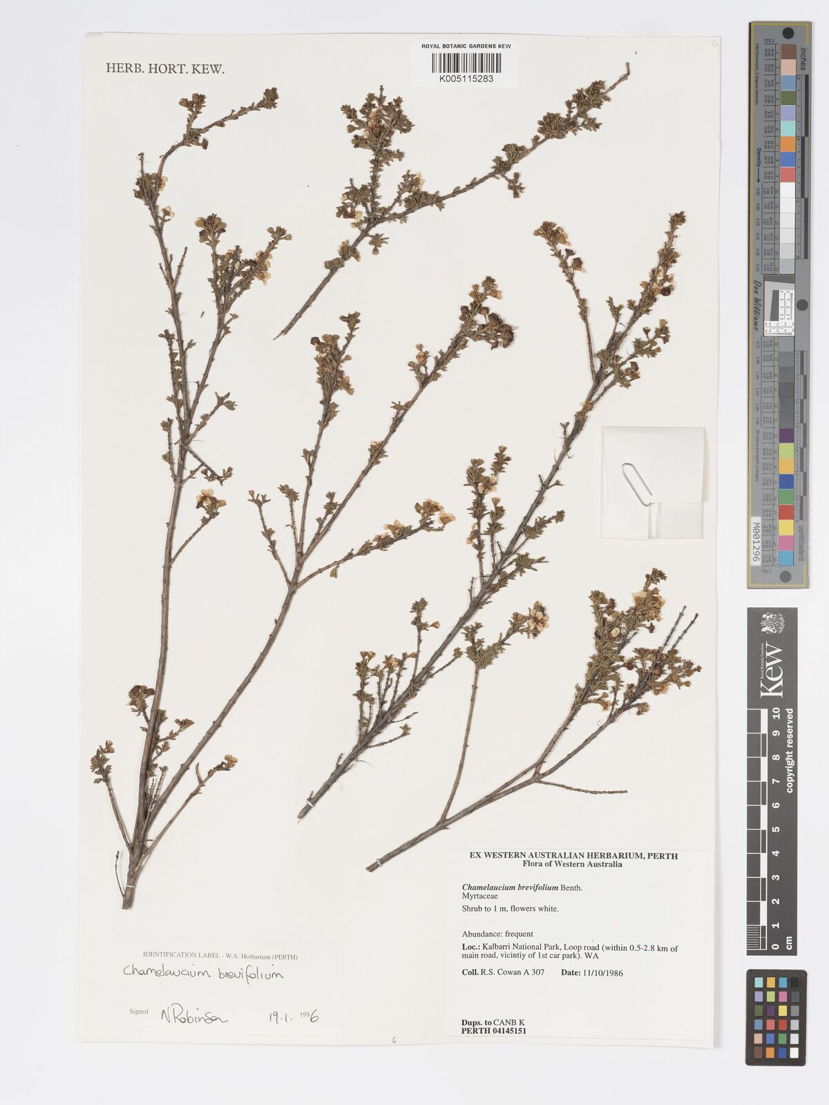 Chamelaucium brevifolium