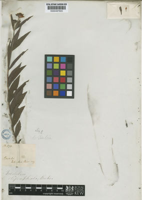 Kew Gardens K000487603:  [Pohl] [573] Brazil