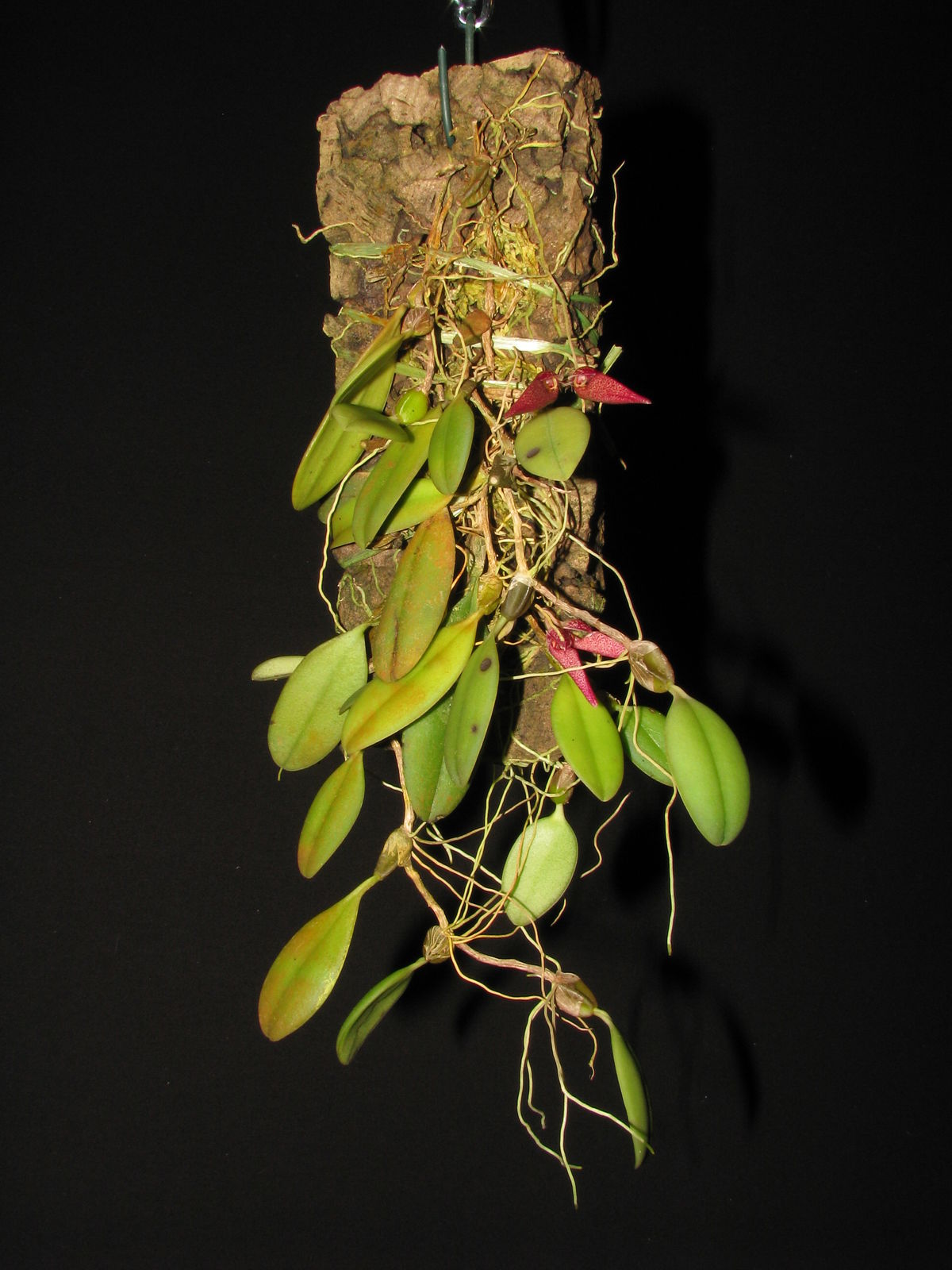 Bulbophyllum mirum J.J.Sm. | Plants of the World Online | Kew Science