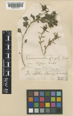 Kew Gardens K000814331:  s.coll. [s.n.]