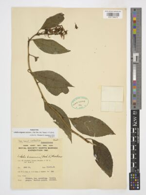 Kew Gardens K001766570:  Chew, W.L.; Corner, E.J.H.; Stainton, A. [880] Malaysia