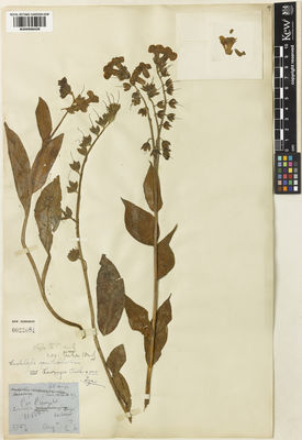 Kew Gardens K000998428:  Levinge, H.C. [27153] India