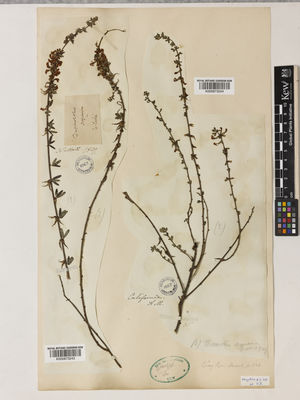 Kew Gardens K000873244:  s.coll. [s.n.] United States