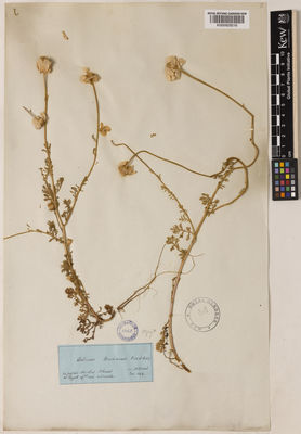 Kew Gardens K000929216:  Heldreich, T.H.H. [s.n.] Greece