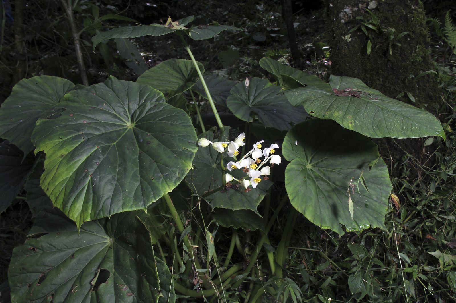 Begonia multistaminea Burt-Utley | Plants of the World Online | Kew Science