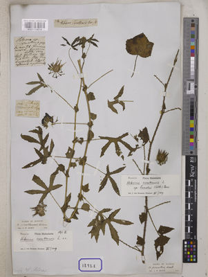 Kew Gardens K001114614:  s.coll. [Cat. no. 1893]