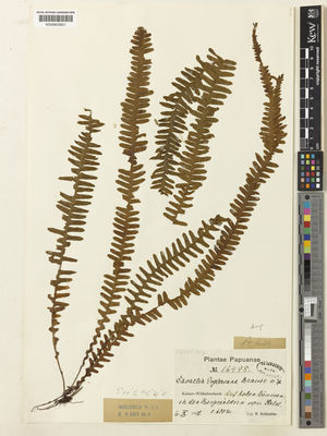 Kew Gardens K000603601:  Schlechter, R. [16498] Papua New Guinea